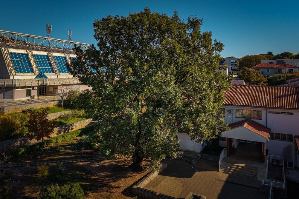 Natječaj Europsko stablo 2026. godine: "Hrvatski je predstavnik Kostrenski hrast"