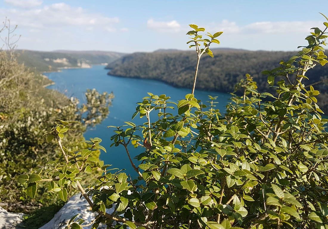 Vrhunski veslači stižu u Limski kanal, među njima i braća Sinković!