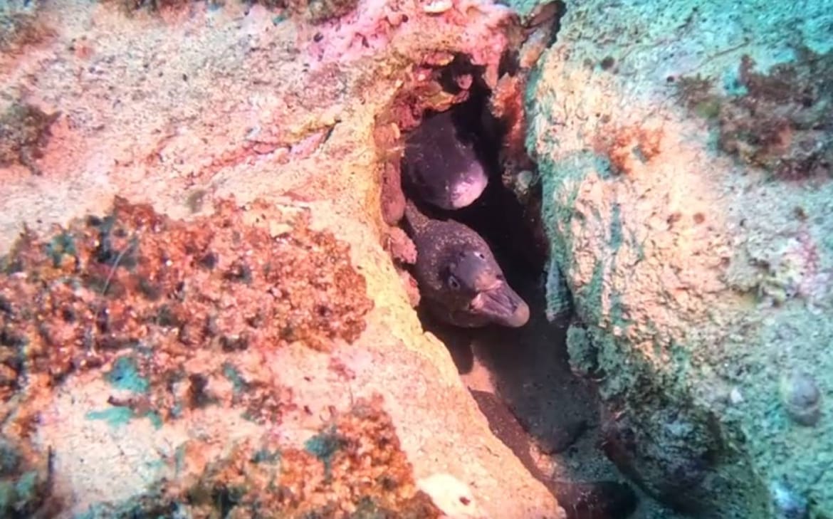 VIDEO Umjetne grebene u Jadranu, namijenjene hobotnicama, naselile dvije vrste koje hobotnice vide kao jelovnik!"