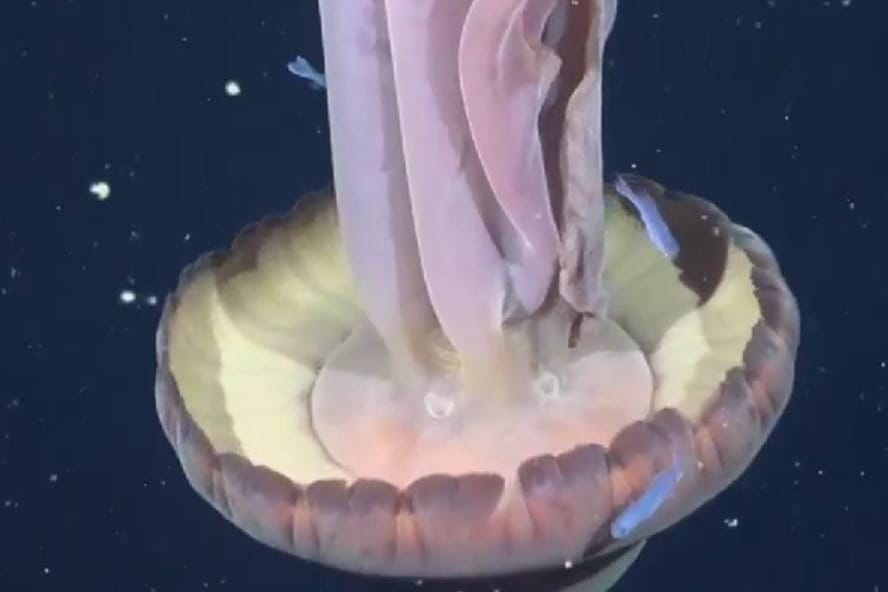 Na dubini od 250 metara snimljena divovska fantomska meduza: "Lovke mogu biti duge i do 10 metara"