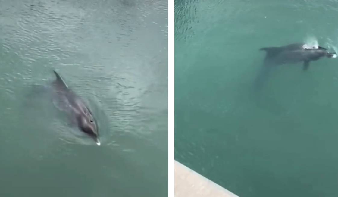 Ženka dupina koja je uplivala u rijeku Jadro u teškom je stanju