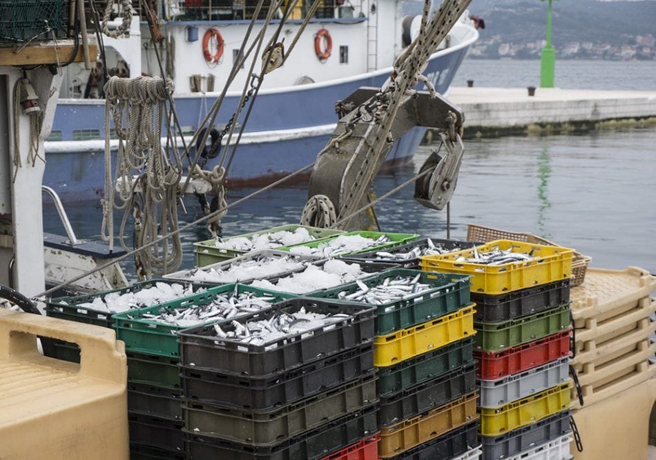 Završio lovostaj na malu plavu ribu, no kada će ona na ribarnice?