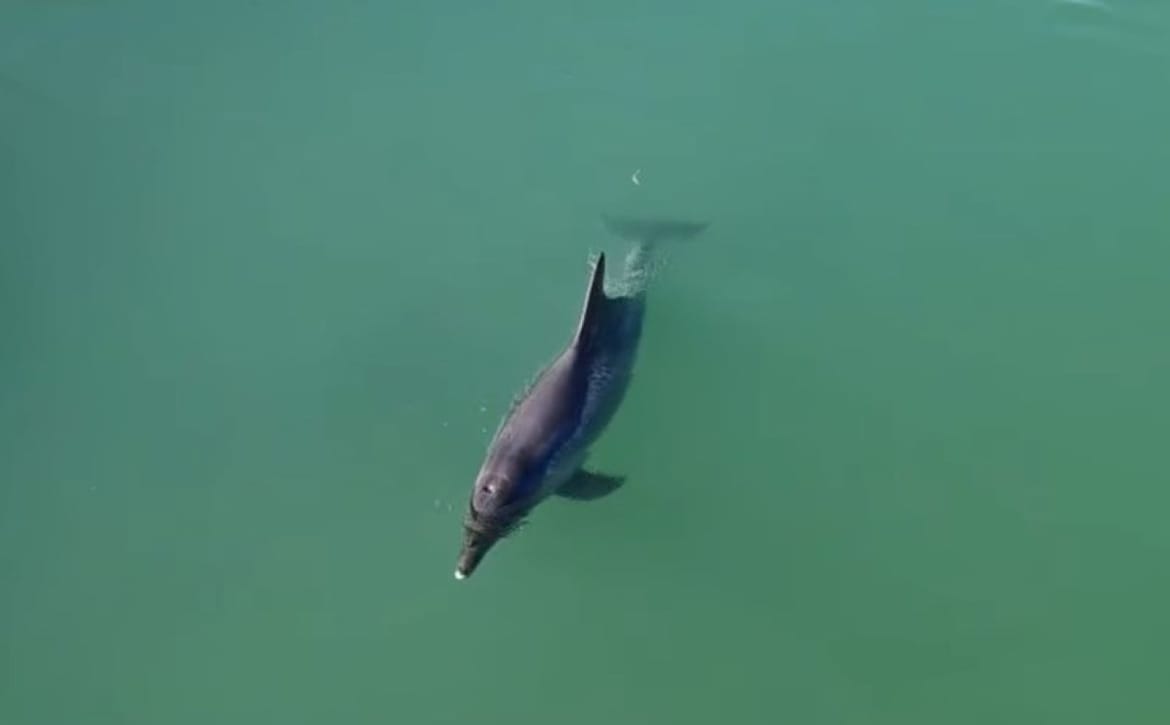 VIDEO U rijeku Jadro zalutao dobri dupin