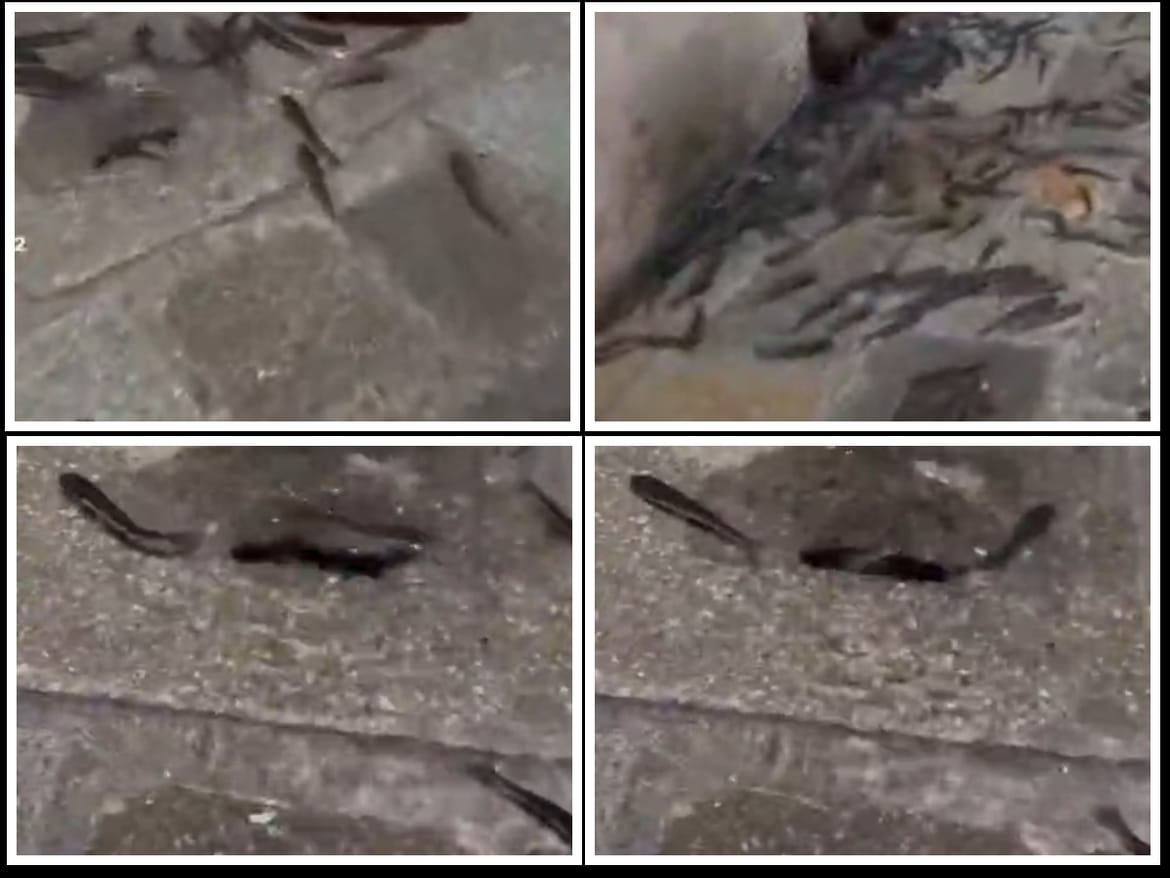 Ako mislite da je nama plima, pogledate video iz susjedstva: "Ribe plivaju ulicama"