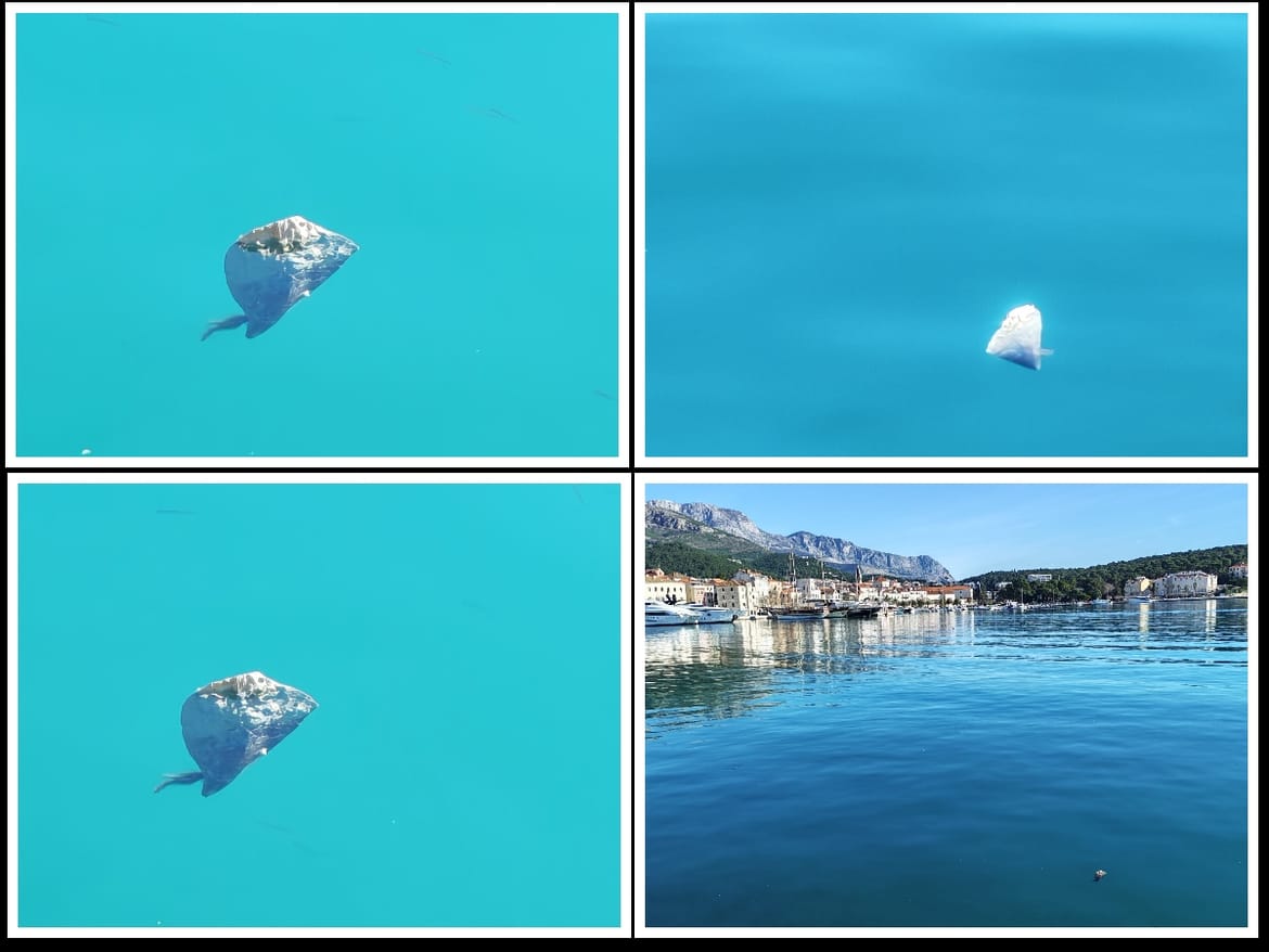 Strogo zaštićeni školjkaš snimljen u makarskoj luci