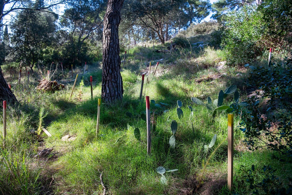 Na Marjanu posađeno 15 tisuća sadnica: "Dugoročno očuvanje zelenih pluća grada!"