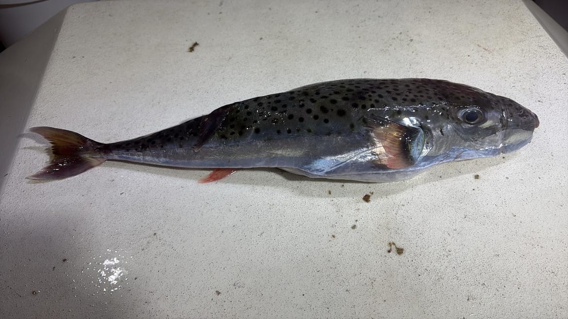 OPREZ Institut za oceanografiju i ribarstvo: "Konzumacija ove ribe može biti fatalna!"