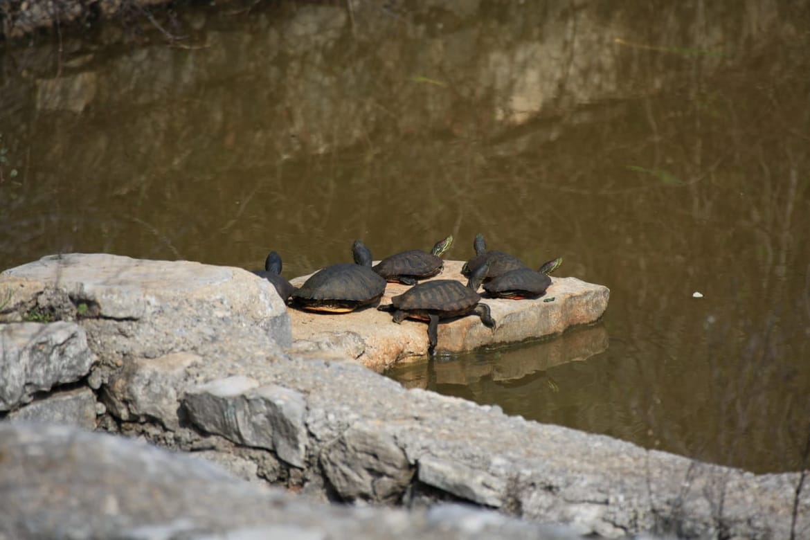 Na Dugom otoku postavljene zamke za invazivne kornjače