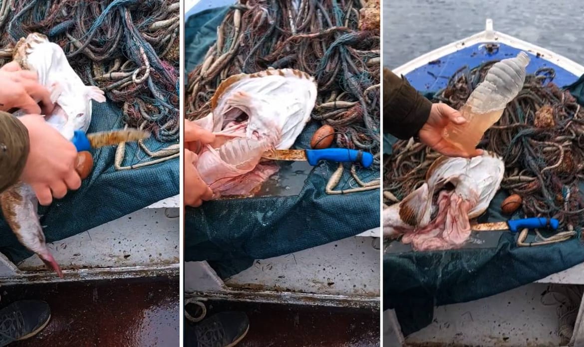 VIDEO Stonski ribar iz želuca grdobine izvadio čitavu plastičnu bocu: "Vidiš da se jadna životinja patila!"