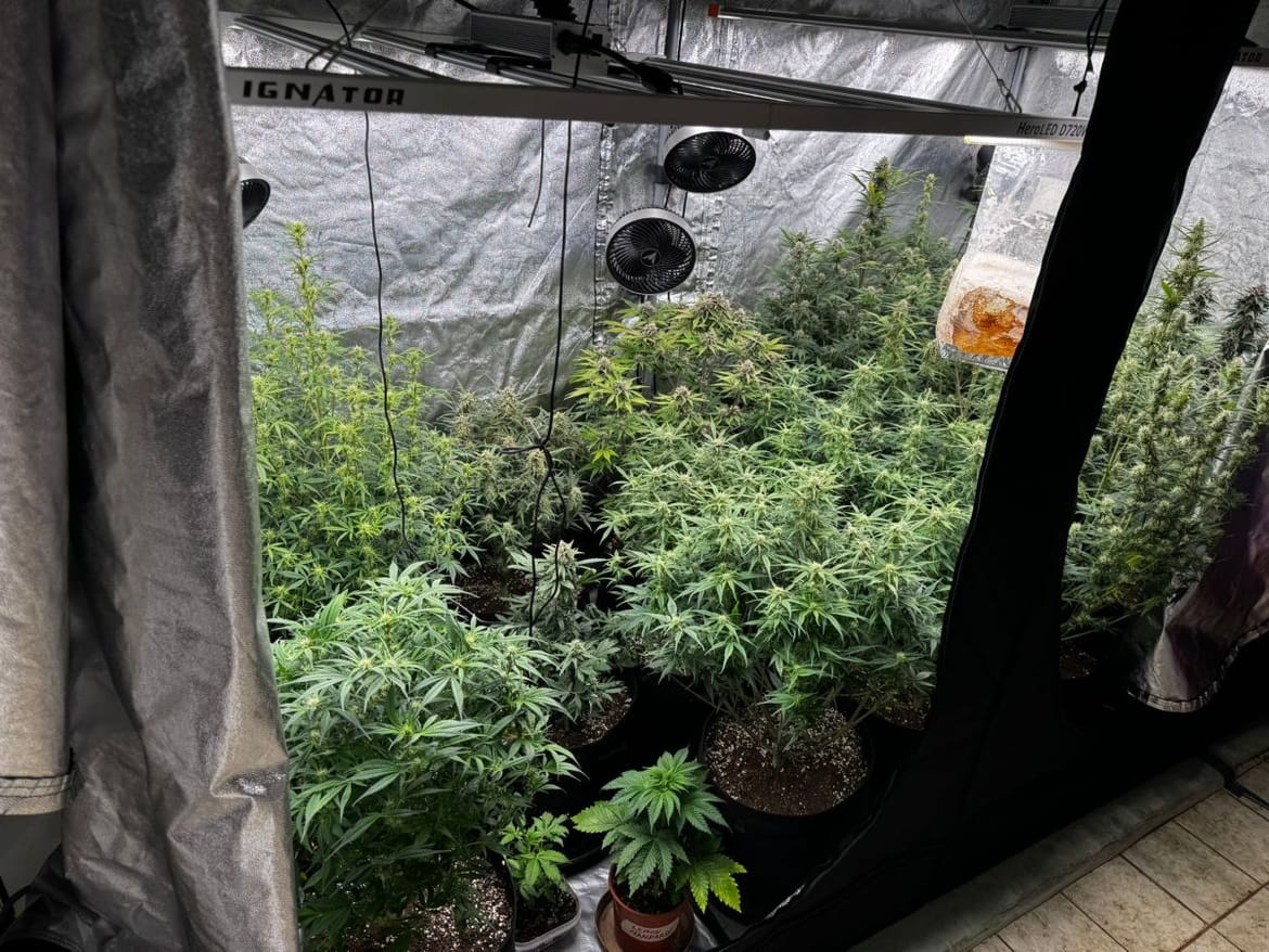 Na Hvaru pronađen čitav laboratorij za unutarnji uzgoj droge na području Hvara – Uhićen muškarac