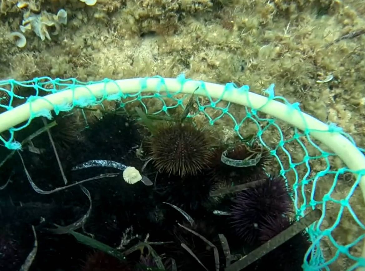 Ježinci na meti krivolovaca kod Zadra: "Privedena dvojica muškaraca, izvadili su 3200 jedinki!"