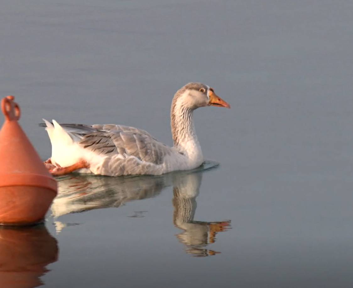 BIBINJE Guska Pepica živi u marini među brodovima i lokalna je atrakcija