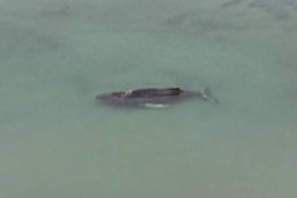 Grbavi kit se uspio osloboditi nakon ponovnog nasukavanja: "Borba je trajala danima"