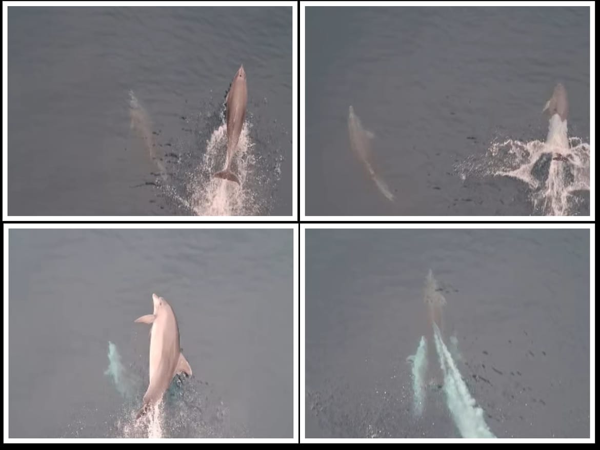 Zaigrani dupini "plešu" pod 'Markom Polom' i vraćaju dobro raspoloženje