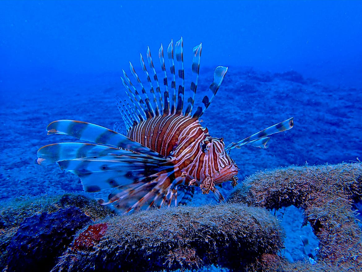 Započeo nacionalni projekt s ciljem kontrole populacije vatrenjače: "Djelovati moramo sada, jer bi posljedice mogle biti teške!"