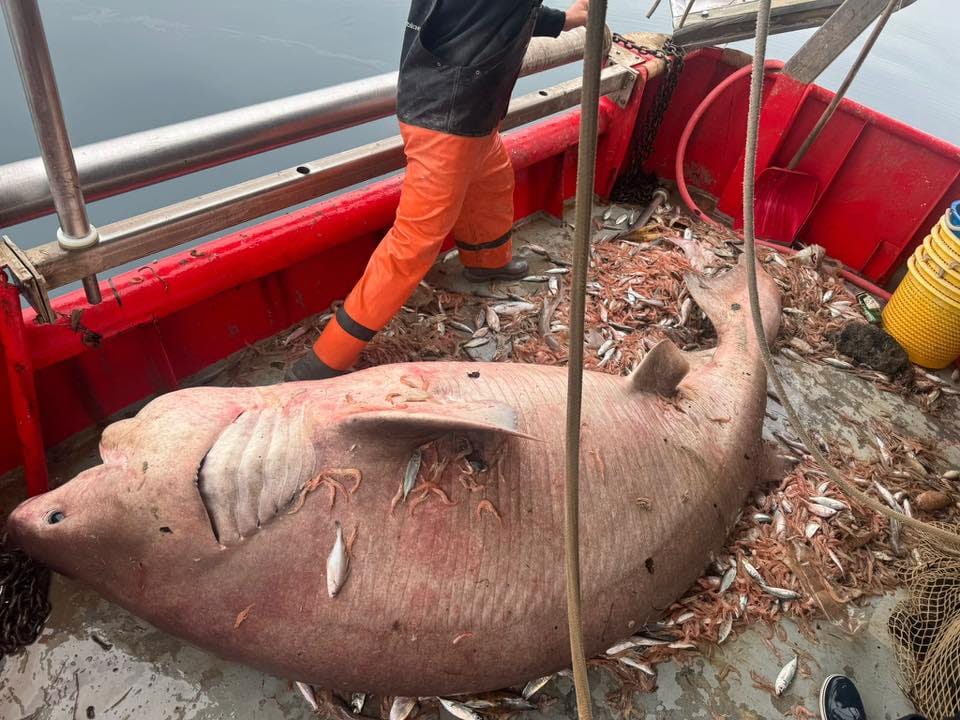 "Glavonja" u Bračkom kanalu -  Ribari uhvatili pa pustili zaštićenu 'mrcinu'