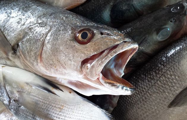 Ugrožen riblji fond: 10 posto ulova baca se natrag u more!