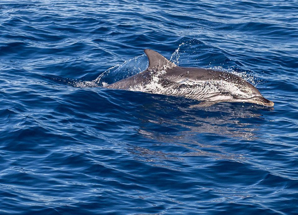 NE DOGAĐA SE ČESTO: Dupin zaplivao rogozničkom uvalom