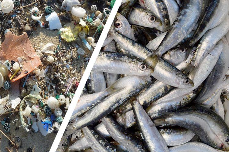 MIKROPLASTIKA U SRDELAMA, TRLJAMA, ARBUNIMA… Hoćemo li uskoro smjeti jesti ribu?