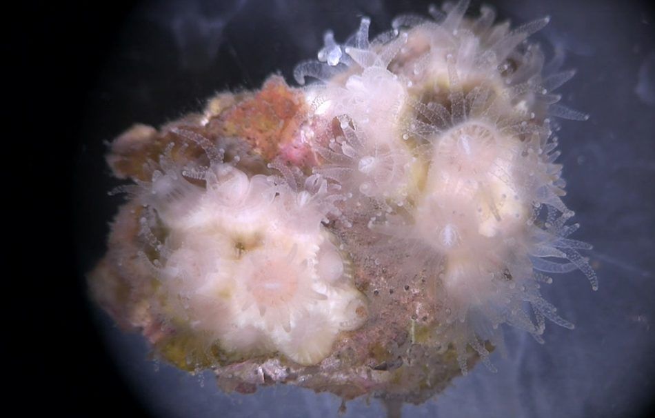 Koralji jedu plastiku koju smo napravili ukusnom?