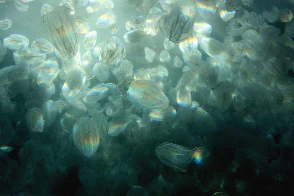 Sjeverni Jadran nastanila vrsta koja prijeti ribarstvu i turizmu