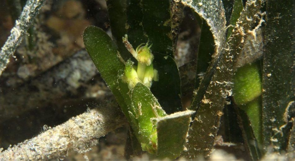 VIDITE LI JE, JAVITE LOKACIJU: Ova biljka je važna za očuvanje živog svijeta Jadrana