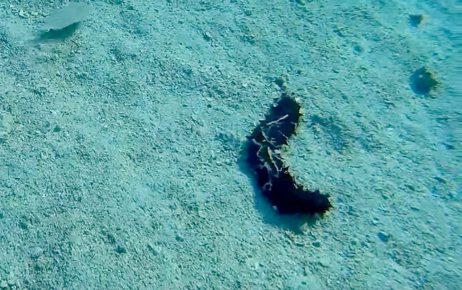 Uhvaćen u nedozvoljenom lovu na trpove