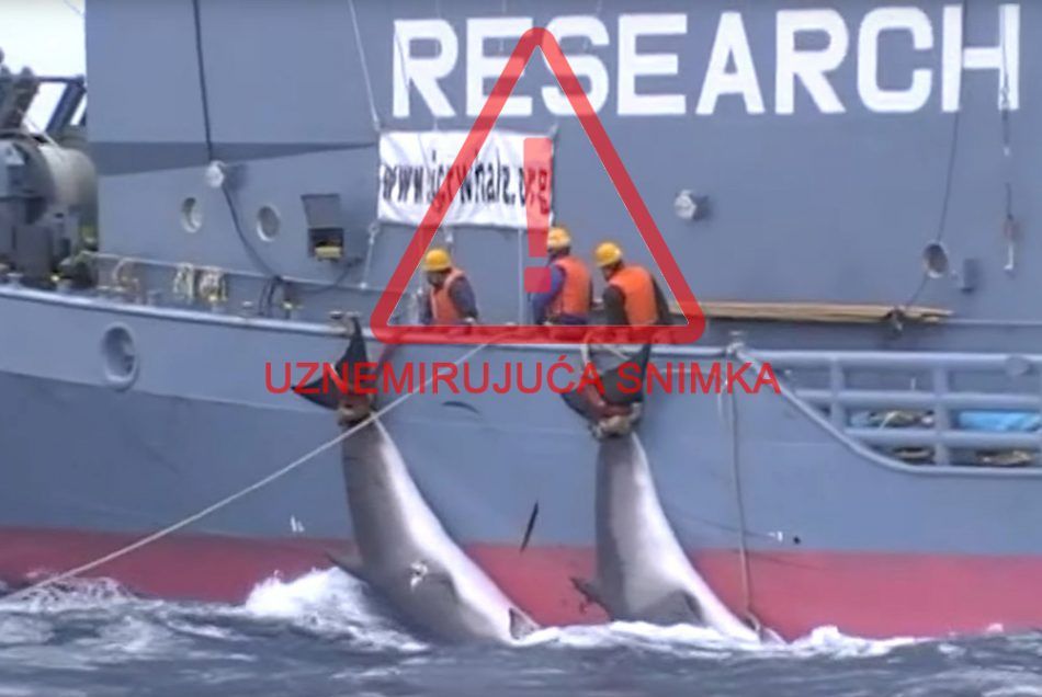 ZASTRAŠUJUĆA SNIMKA: Japanci kao lažni znanstvenici sa strojevima za ubijanje tamane preostale kitove!