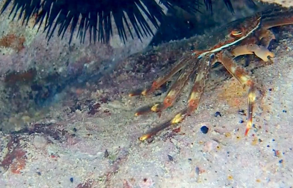 VIDEO: Rijetka snimka lakonogog raka iz Komiškog zaljeva