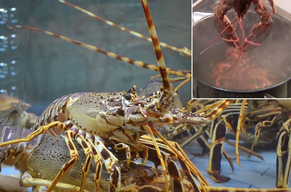 Švicarci zabranili kuhanje živih jastoga