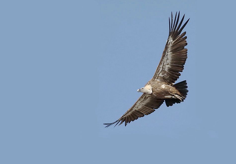 Kud lete bjeloglavi supovi? U Hrvatskoj samo 140 parova zaštićenih životinja!