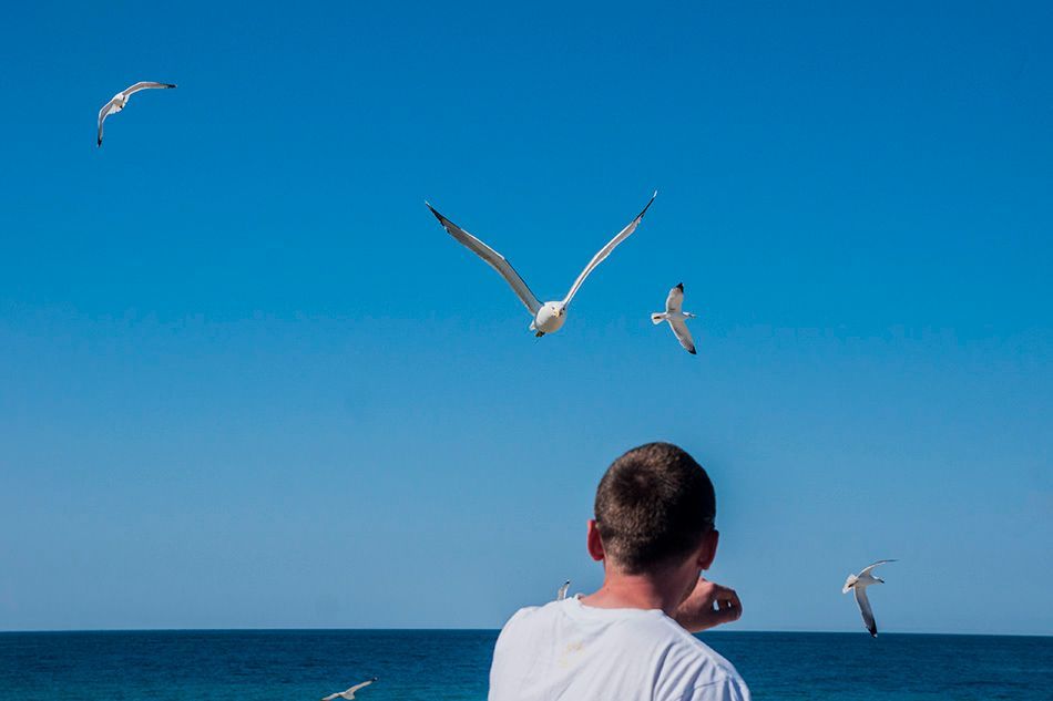 VELIKI PROBLEMI S GALEBOVIMA Smanjivanje populacije zamjenom lažnih jaja