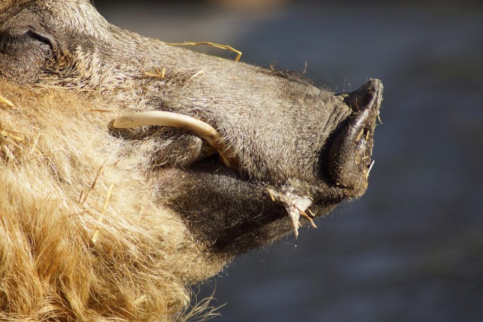 Na području Rovinja tijekom vikenda održana akcija lova na divlje svinje