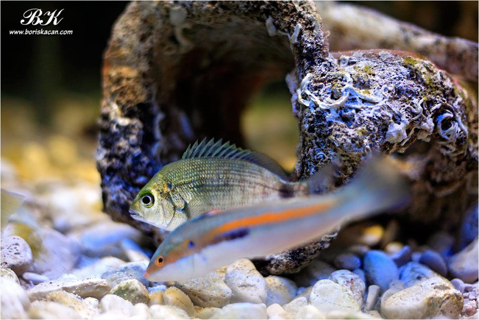 Zapamtimo Jadran kakav je bio