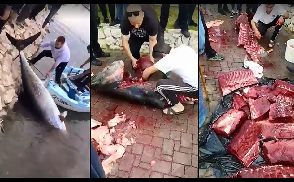 VIDEO: Krvavi obračun s tunom u Bibinjama – Izbodena i vezana, uspjela nakratko i pobjeći!