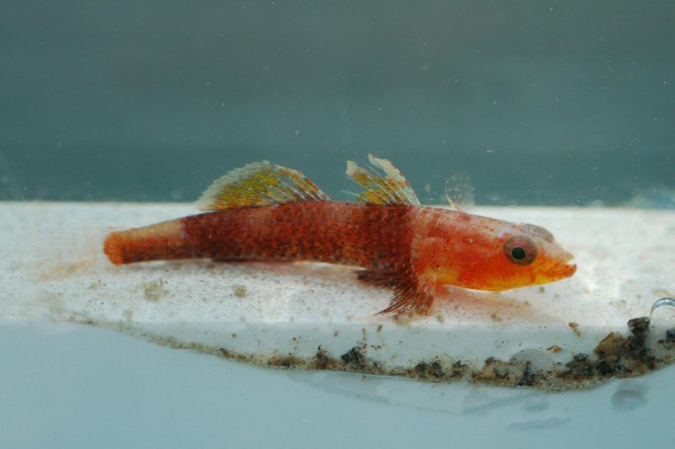U Jadranu pronađena nova riblja vrsta