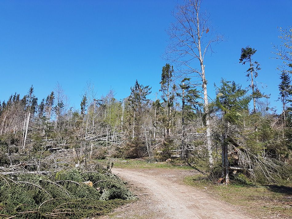 Trojac prijavljen za pustošenje šuma na opatijskom području