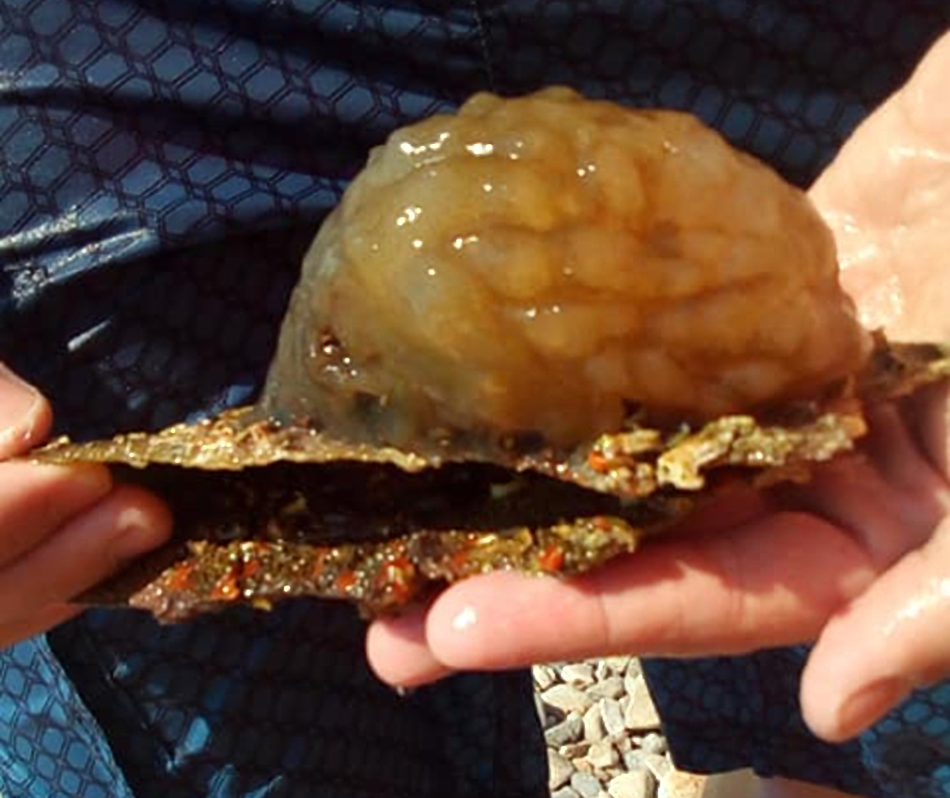 “Pronašli smo neobično stvorenje i pustili ga. O čemu se radi?”