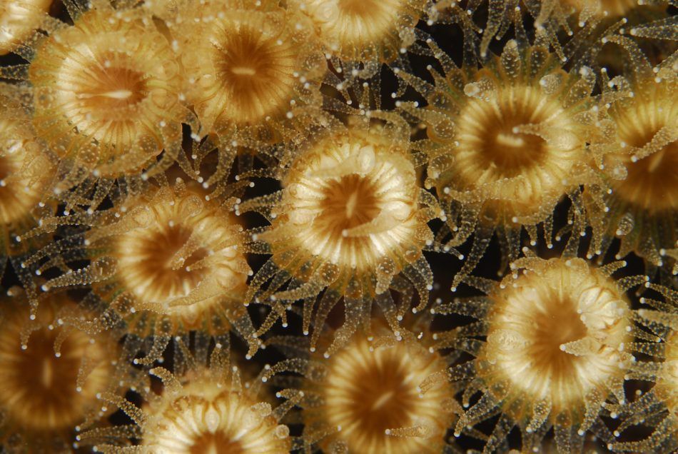 Koralji stari 400 milijuna godina