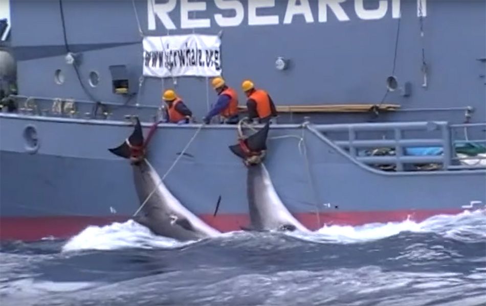 SMRTNA PRESUDA KITOVIMA Japan prekida 32 godina staru međunarodnu zabranu kitolova