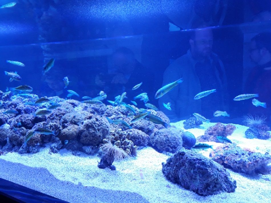 Dva akvarija u Hrvatskoj dobila certifikat održivosti Friend of the Sea