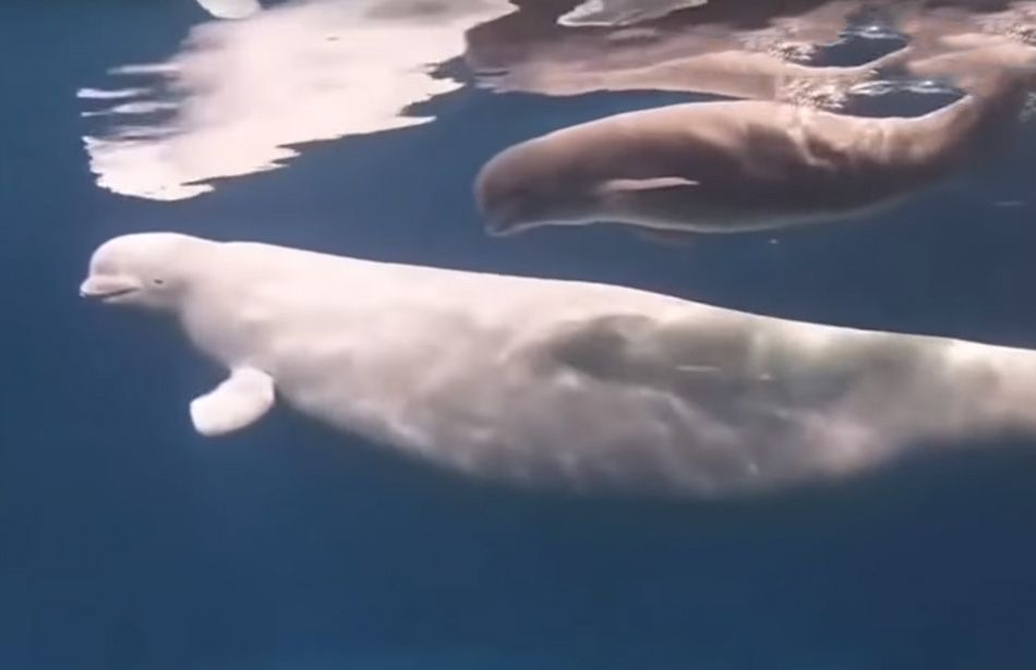 NEVJEROJATAN VIDEO Rođenje beluga kita zabilježeno kamerom