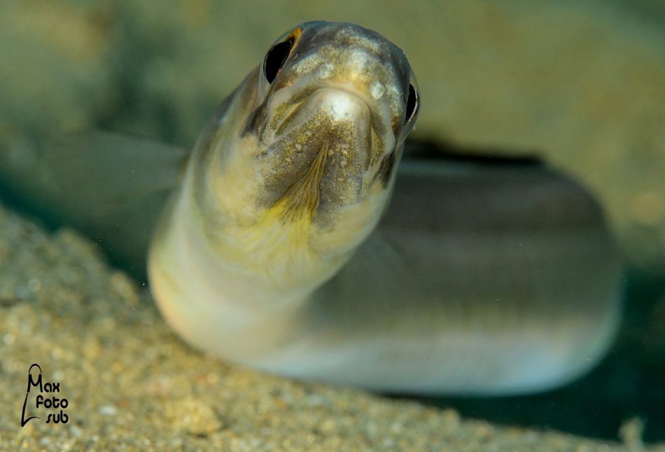 Od 1. lipnja kreće lovostaj na izlov jegulje