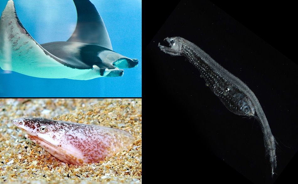 Stvorenja jadranskih dubina o kojima ste najmanje znali