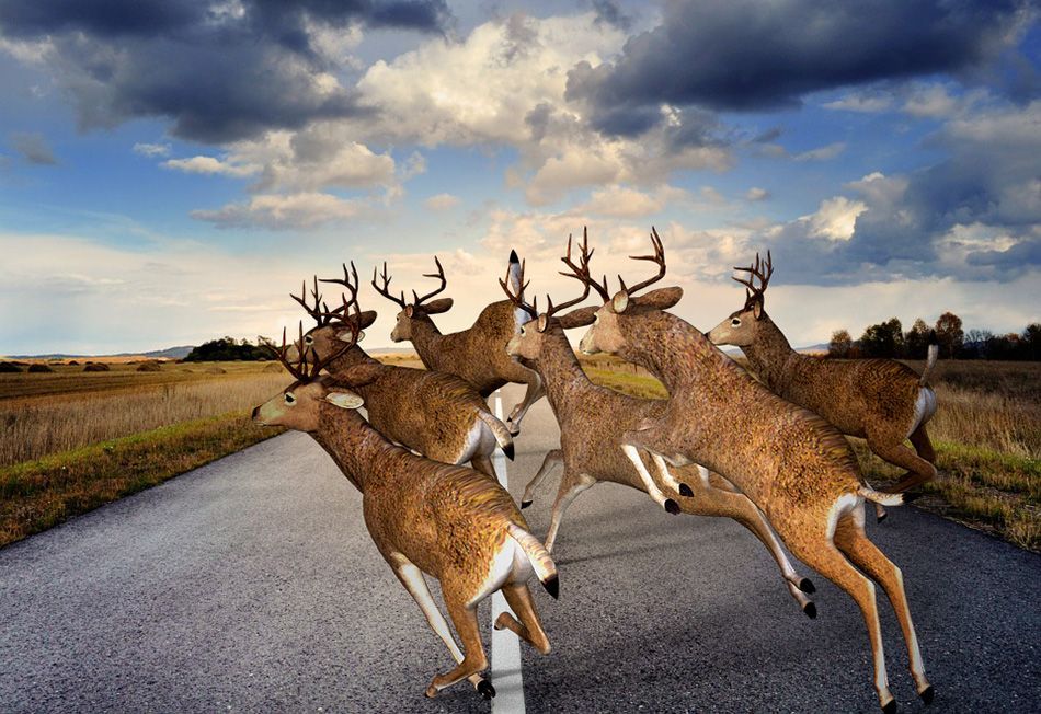 OPREZ, ŽIVOTINJE NA CESTI! Gotovo sto tisuća kuna štete vozačima na kvarnerskom i riječkom području ovog tjedna