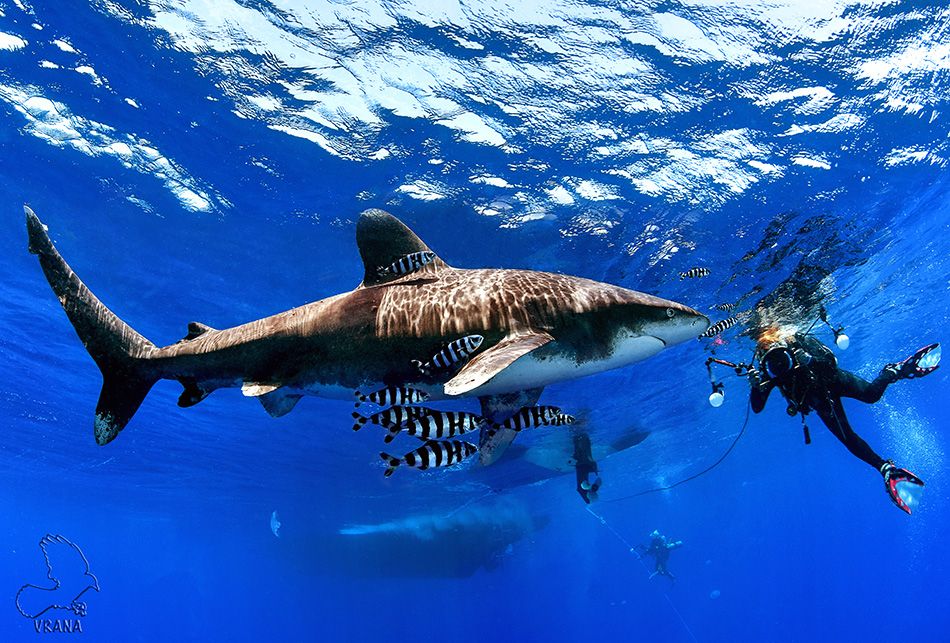 Četvrtini danas živućih vrsta prijeti skoro izumiranje – Među njima su raže i morski psi!