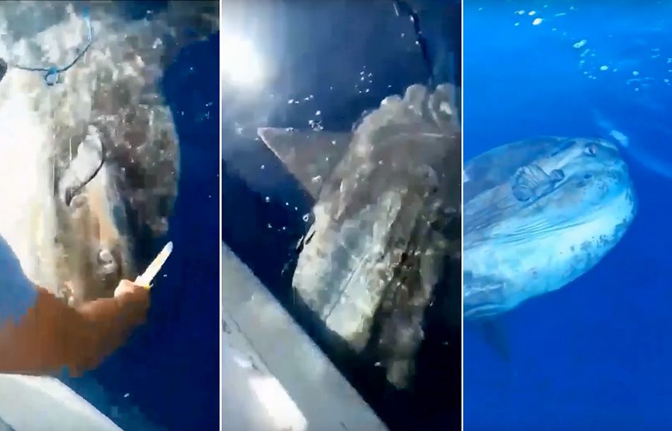 VIDEO Ribar pustio natrag u more 200 kg tešku ribu bucanj: „Neka beštija živi“
