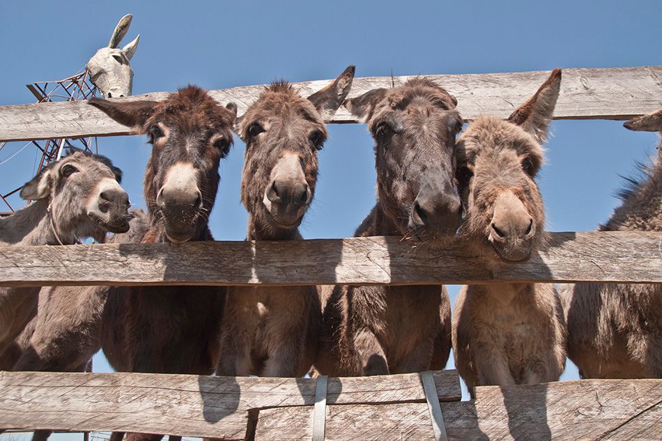 SIMBOL KOJI NESTAJE “Dalmacija je tovar i tovar je Dalmacija”
