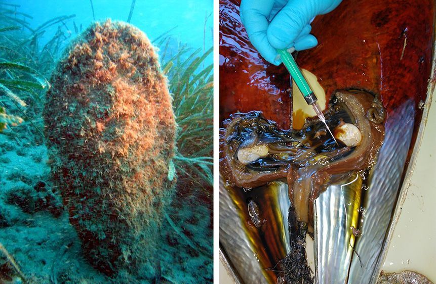 Znanstvenici za Morski HR potvrdili: Masovno uginuće periski brzo se širi Jadranom, moguće da je ovo kraj vrste!