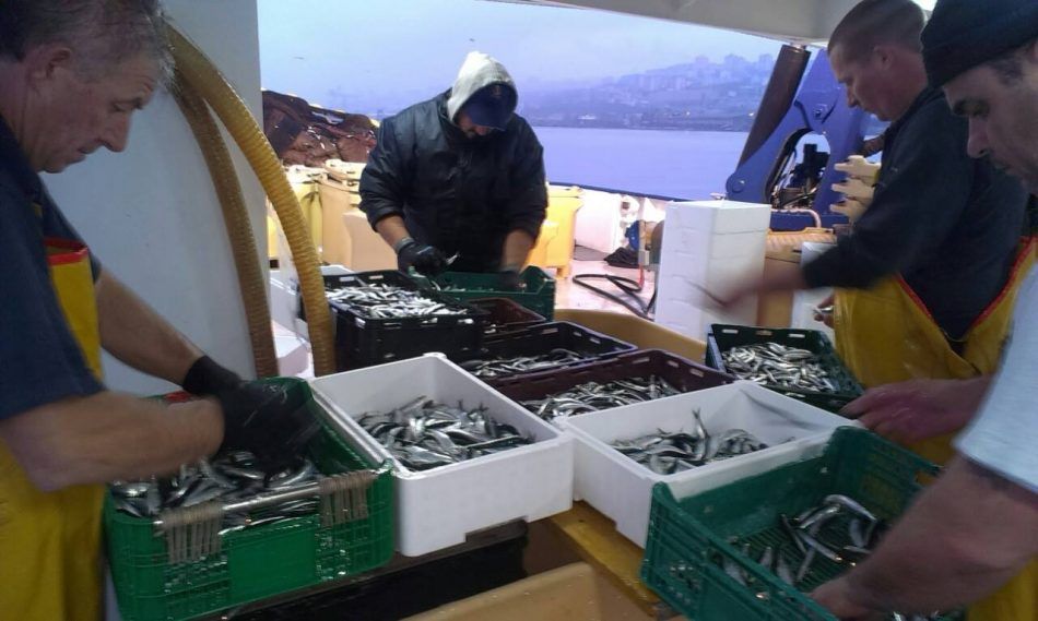 Hrvatski ribari ulove svaku drugu srdelu u EU